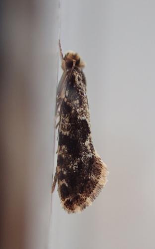 Réf. 284 557 : Nemapogon granella
